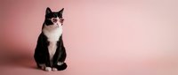 Stylish black and white cat wearing pink heart-shaped sunglasses sitting on pink background for Valentine's Day pet fashion and love concept.