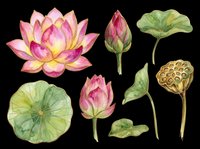 Lotus flower blooms, buds, and lily pads isolated on transparent background. Ready for t-shirt design, clipart, stickers, sublimation, and print-on-demand projects.