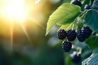 Fresh ripe blackberries growing on bush branch with green leaves in warm golden sunlight, organic fruit harvest season in summer garden.