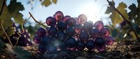 Cluster of dark purple grapes on vine with backlit sunlight filtering through foliage, showcasing fresh produce for food, agriculture, and harvest-themed designs.