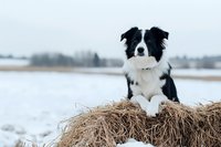 Border Collie dog sitting on hay bale in winter landscape with snow covered field. Black and white purebred canine with alert expression resting outdoors in rural setting.