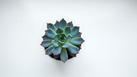 Blue green succulent plant in black pot isolated on white background for home decor and gardening projects.