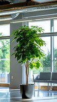 Tall schefflera plant with lush green leaves in modern black pot standing by large window in contemporary office space, natural daylight illuminating foliage.