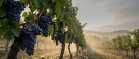 Ripe dark grape clusters hanging from vineyard vines with lush green foliage in misty morning light, suitable for wine production, agriculture, and harvest-themed designs.