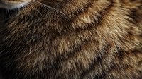 Close-up macro shot of brown and black striped cat fur texture showing detailed hair patterns and natural animal coat markings in warm earth tones.