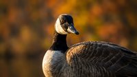 Canada goose portrait with autumn foliage background showcasing detailed feather patterns and natural wildlife behavior in seasonal habitat.