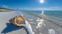 Large seashell on sandy beach with sunlight sparkling on gentle waves rolling to shore, bright sun star in clear blue sky over tranquil ocean horizon.