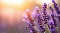 Purple lavender flowers in soft focus against blurred sunset background, creating dreamy atmospheric nature scene for wellness and aromatherapy designs.