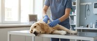Veterinarian in blue scrubs and gloves examining golden retriever on examination table in clinical setting with medical equipment and shelving in background.