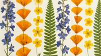 Pressed dried flowers and fern leaves arranged in vertical rows on white background for botanical art, herbarium specimens, crafts.