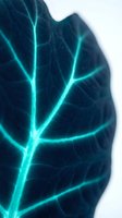 Glowing neon leaf with luminescent cyan veins on dark background, showcasing bioluminescent plant structure for science, technology, and nature-inspired design projects.