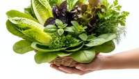 Fresh mixed salad greens and herbs in hands on white background. Healthy organic vegetables including lettuce, spinach, basil and dill for cooking.