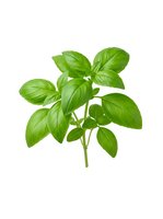 Fresh green basil leaves on stem isolated on white background, ready for culinary, cooking, and herb design projects.