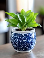 Fresh green houseplant with glossy leaves growing in decorative blue and white ceramic pot with oriental pattern, placed on wooden surface in home interior.