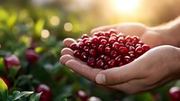 Fresh ripe red cranberries in cupped hands against blurred garden background with natural sunlight and bokeh effect, harvesting season concept.