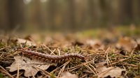 Red-brown millipede crawling through autumn forest floor covered with dried leaves, grass and natural debris in soft sunlight.