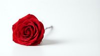 Single red rose flower lying on white background with water droplets on petals for romantic Valentine's Day greeting cards and love concepts.