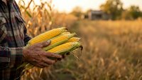 Farmer holding fresh corn cobs in hands at harvest time in agricultural field with golden crops and farm buildings in background.
