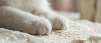 Young white cat paws resting on beige textured fabric, close-up detail shot for pet care, veterinary, and animal wellness content.