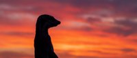 Dog silhouette against dramatic sunset sky with vibrant orange and pink clouds creating peaceful evening atmosphere for pet and nature themes.
