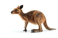 Young kangaroo standing on white background, side view of marsupial with brown fur and distinctive features, isolated wildlife illustration for design projects.