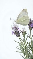 Pale yellow butterfly perched on purple lavender flowers with green stems against white background, isolated for design use.