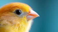 Close-up portrait of a yellow canary with bright orange beak against turquoise blue background, showcasing vibrant pet bird details.