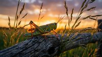 Green grasshopper perched on weathered wood among tall grass at golden sunset. Nature wildlife insect macro photography with warm lighting and mountain backdrop.