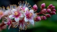 Delicate white and pink flowers with prominent stamens blooming on branch, perfect for botanical designs, nature themes, and spring decorations.