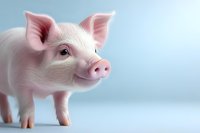 Adorable pink piglet with curious expression on light blue background, close-up portrait view showing detailed texture of skin and ears. For farm animal concepts.