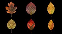 Autumn leaves in various fall colors isolated on transparent background, ready for t-shirt design, clipart, stickers, print-on-demand products and sublimation projects.