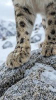 Snow leopard paws with distinctive spotted fur pattern walking on rocky mountain terrain in winter habitat showcasing wild cat anatomy and adaptation.