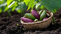 Fresh purple and green okra pods harvested in woven basket on dark soil with green leaves background, natural organic vegetables from garden.