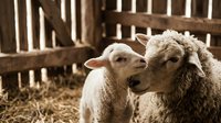 Two young lambs nuzzling together in a rustic wooden pen with hay, depicting farm animal bonding and pastoral livestock care.