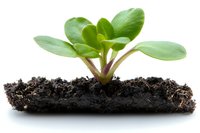 Young green seedling growing in rich dark soil against white background, showing new life and growth process. Isolated photo for gardening and agriculture concepts.