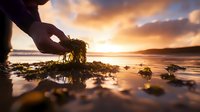 Hand holding seaweed against dramatic orange sunset sky over coastal waters, with wet rocks and seaweed in foreground creating reflective surface at low tide.