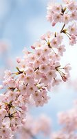 Delicate pink cherry blossoms blooming on tree branches against soft blue sky with fluffy white clouds creating dreamy spring atmosphere for seasonal designs.