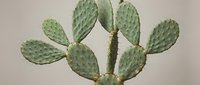 Young green prickly pear cactus paddles with spines growing upward against neutral background for botanical and desert plant design projects.
