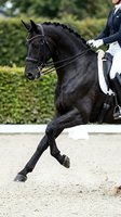 Equestrian athlete in formal riding attire performing dressage on black horse with braided mane, demonstrating classical horsemanship and competitive sport training.