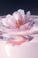 Delicate pink flower floating on water surface with gentle ripples and water drops, creating serene spa-like atmosphere in soft pink and purple tones.