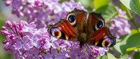 Peacock butterfly with distinctive eyespots resting on vibrant purple lilac flowers, ideal for nature, wildlife, and garden-themed designs.
