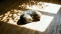 Senior mixed breed dog with gray and brown fur resting on wooden floor in warm sunlight, casting dappled shadows. Suitable for pet care, wellness, aging animals, and home lifestyle content.