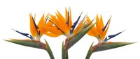 Two vibrant bird of paradise flowers with orange petals and blue accents on green stems isolated on white background for tropical design projects.