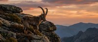Wild ibex goat standing on rocky mountain cliff during golden sunset with dramatic sky and mountain landscape background for nature wildlife photography.
