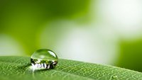 Crystal clear water droplet resting on vibrant green leaf surface with soft bokeh background. Natural macro photography showcasing purity and freshness.