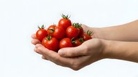 Fresh ripe cherry tomatoes held in cupped hands on white background. Organic red vegetables for healthy cooking and nutrition concepts.