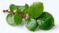 Fresh green rose leaves with water droplets on red stem against white background, showcasing natural plant detail.