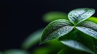Fresh green leaves with morning dew drops on dark background, macro nature photography showing plant texture and water droplets in natural light.
