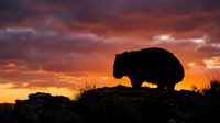 Wombat silhouette against dramatic sunset sky with orange and pink clouds on rocky outcrop in Australian wilderness landscape for nature photography.