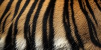 Close-up of tiger fur texture showing distinctive orange and black stripes with white undercoat, creating natural pattern for wildlife design.